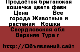 Продаётся британская кошечка цвета фавн › Цена ­ 10 000 - Все города Животные и растения » Кошки   . Свердловская обл.,Верхняя Тура г.